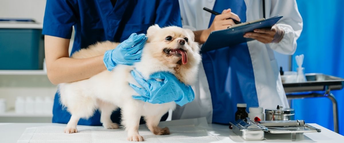 Veteriner Hekimlik Profesyonel Giyim